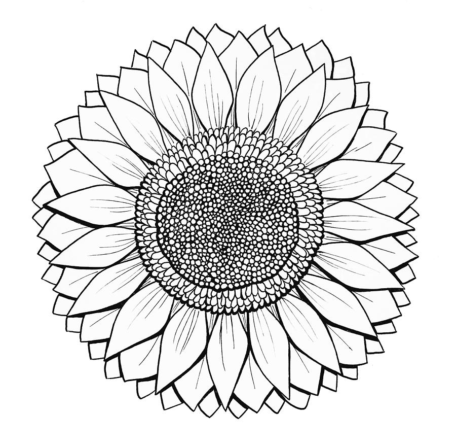 Sunflower Drawing by Brandi Bruggman