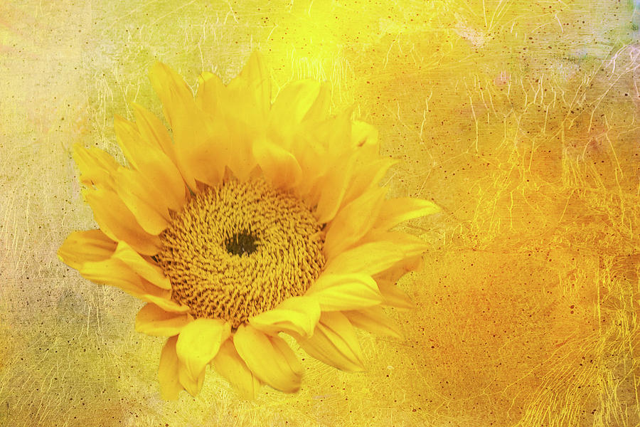 Sunflower Brightness Digital Art by Terry Davis