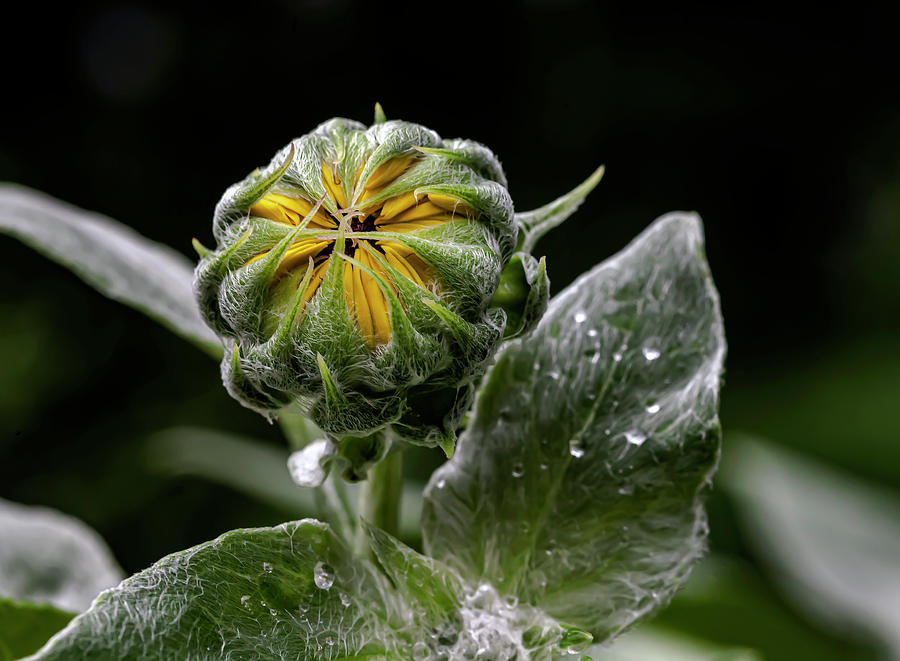 Sunflower Bud and Raindrops Photograph by Robert Ullmann