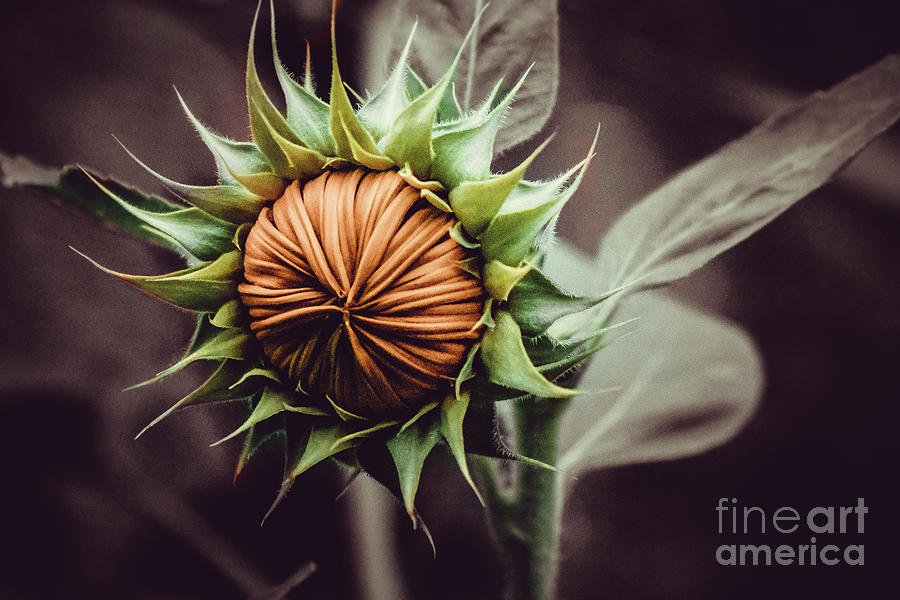 Sunflower Bud Photograph Photograph by Stephen Geisel