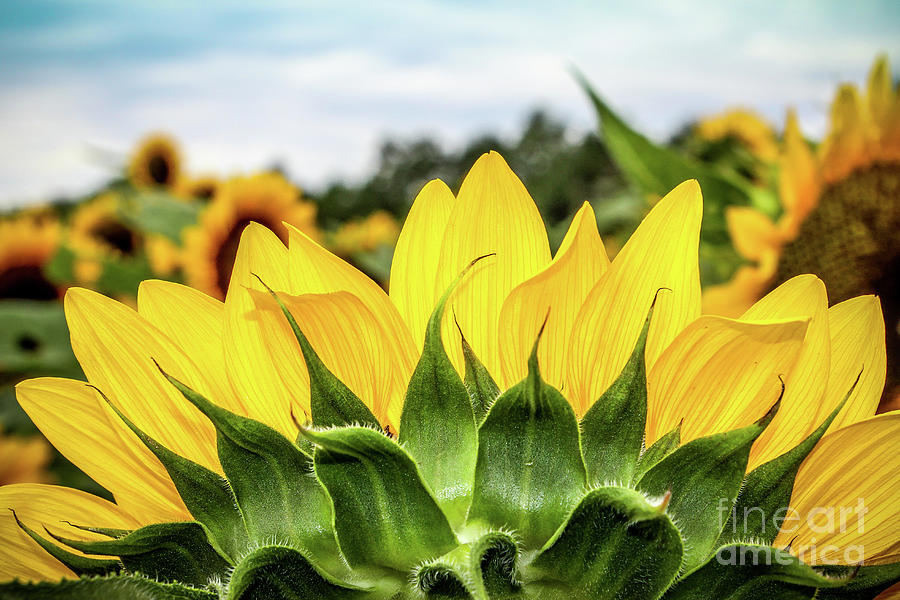 Sunflower Burst Photograph by Colleen Kammerer