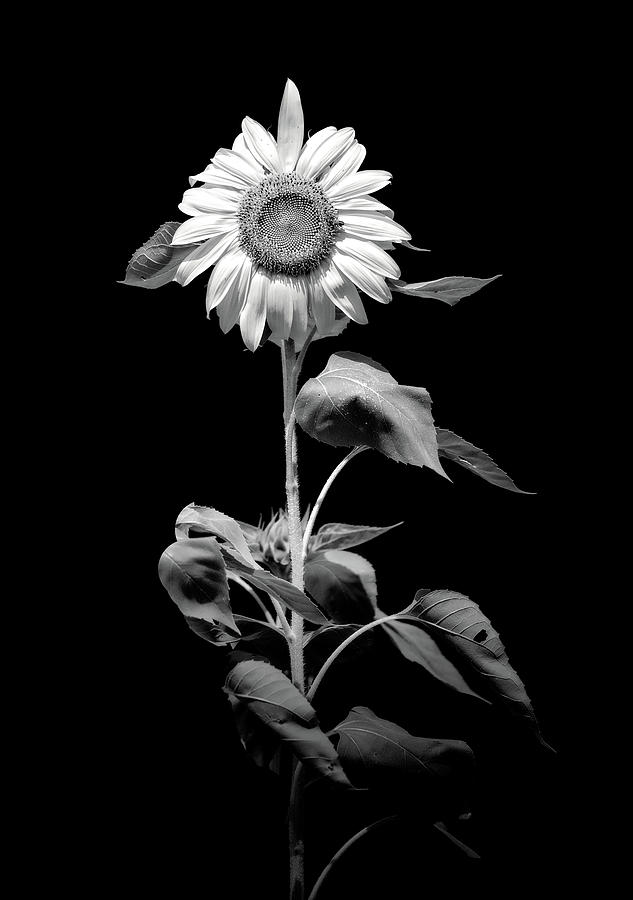 Sunflower BW Photograph by Deborah Penland