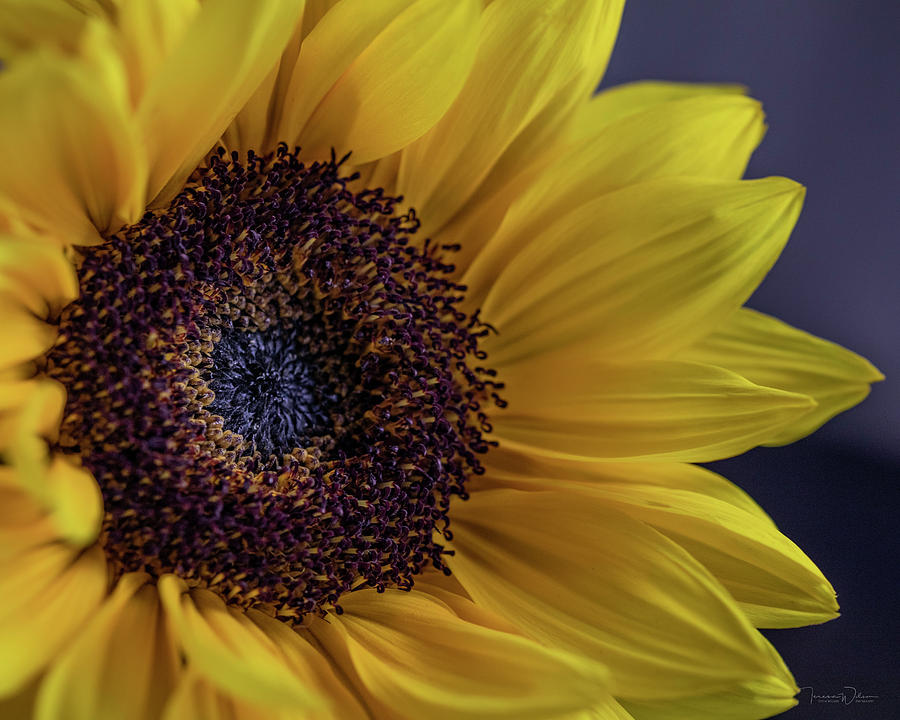Sunflower by TL Wilson Photography  Photograph by Teresa Wilson