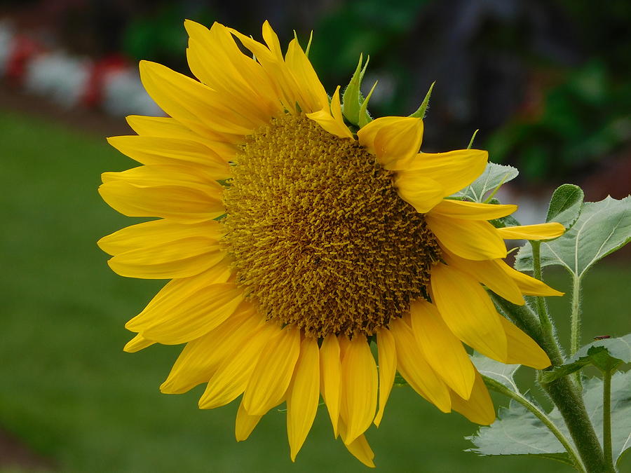 Sunflower Photograph by Catherine Gagne