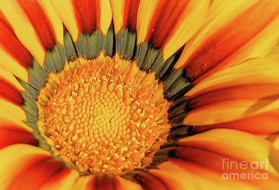Sunflower Center by Elaine Manley Sunflower Center by Elaine Manley