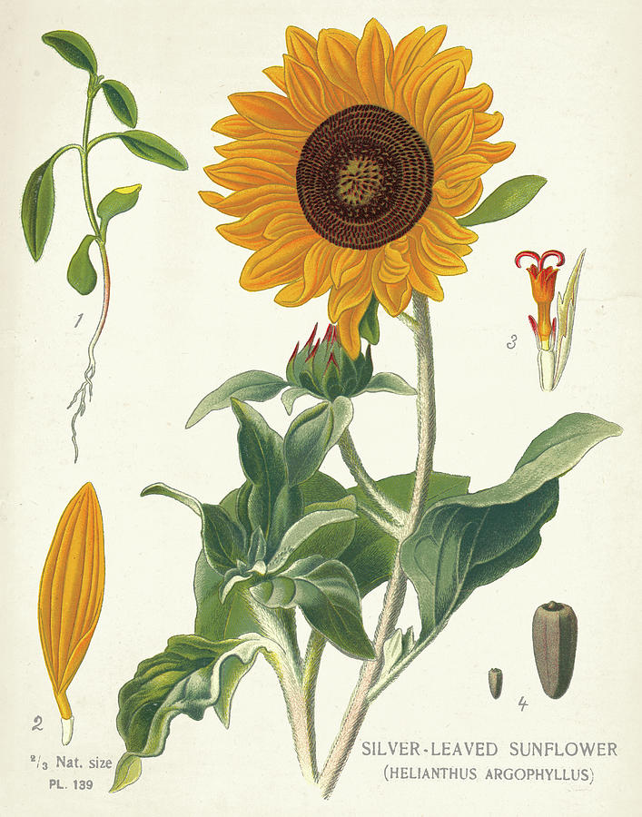 Flower Painting - Sunflower Chart On Ivory by Sue Schlabach