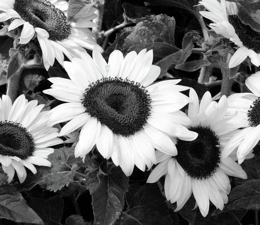 Sunflower Photograph by Cheryl Boyer