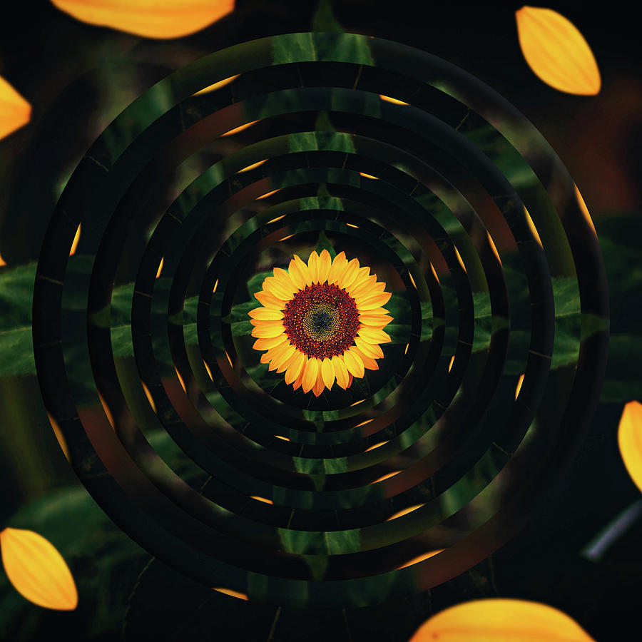 Sunflower Circles Digital Art by Pelo Blanco Photo