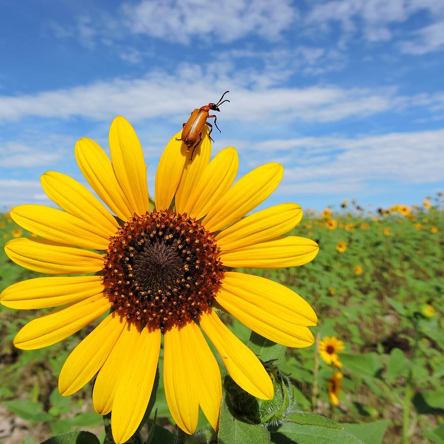 Sunflower Climber Photograph by Connor Beekman