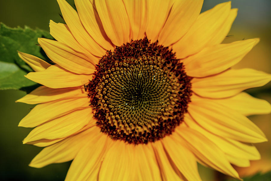 Sunflower Closeup Photograph by Douglas Wielfaert