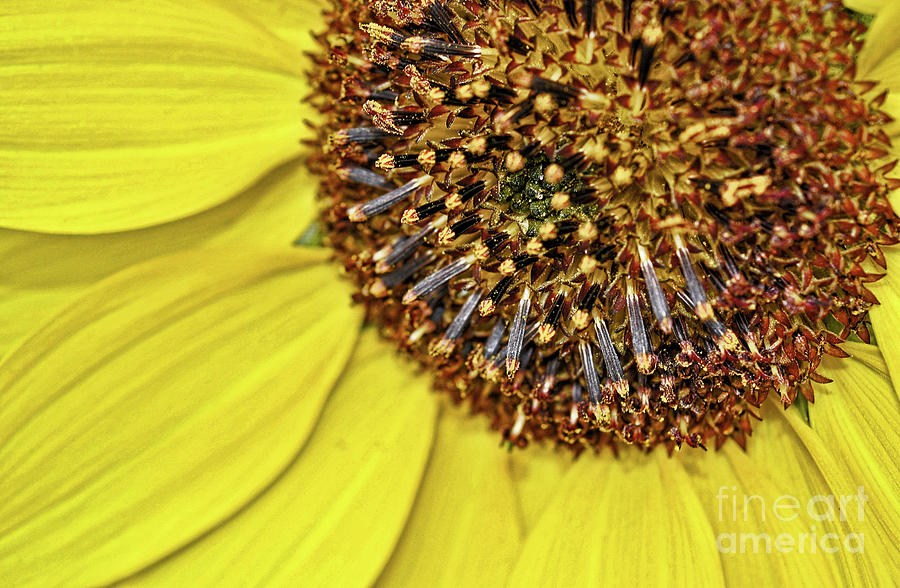 Sunflower closeup Photograph by Elaine Manley