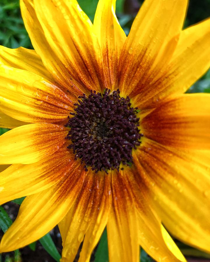 Sunflower Closeup  Photograph by Jori Reijonen