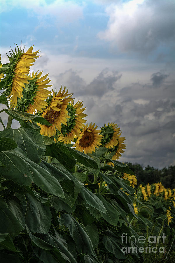 Sunflower Collection #14 Photograph by Deborah Klubertanz