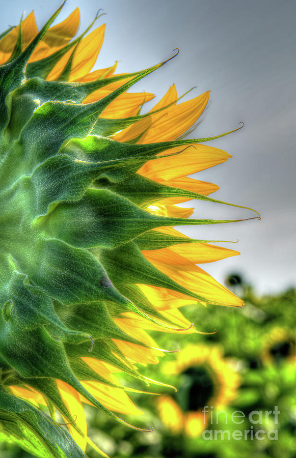 Sunflower Collection #6 Photograph by Deborah Klubertanz