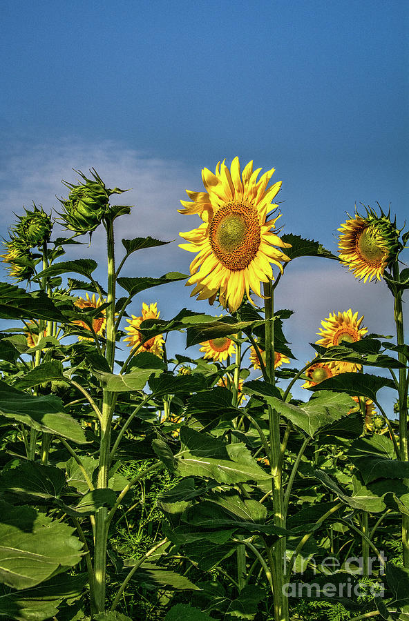 Sunflower Collection #8 Photograph by Deborah Klubertanz