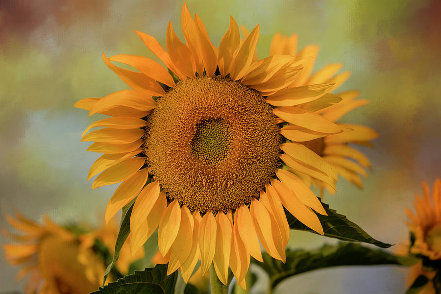 Sunflower colors Photograph by Lynn Hopwood