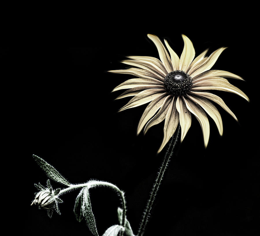 Flower Photograph - Sunflower Copy by Lori Hutchison