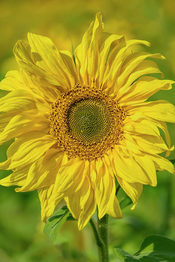 Sunflower Photograph by Cora Niele - Fine Art America