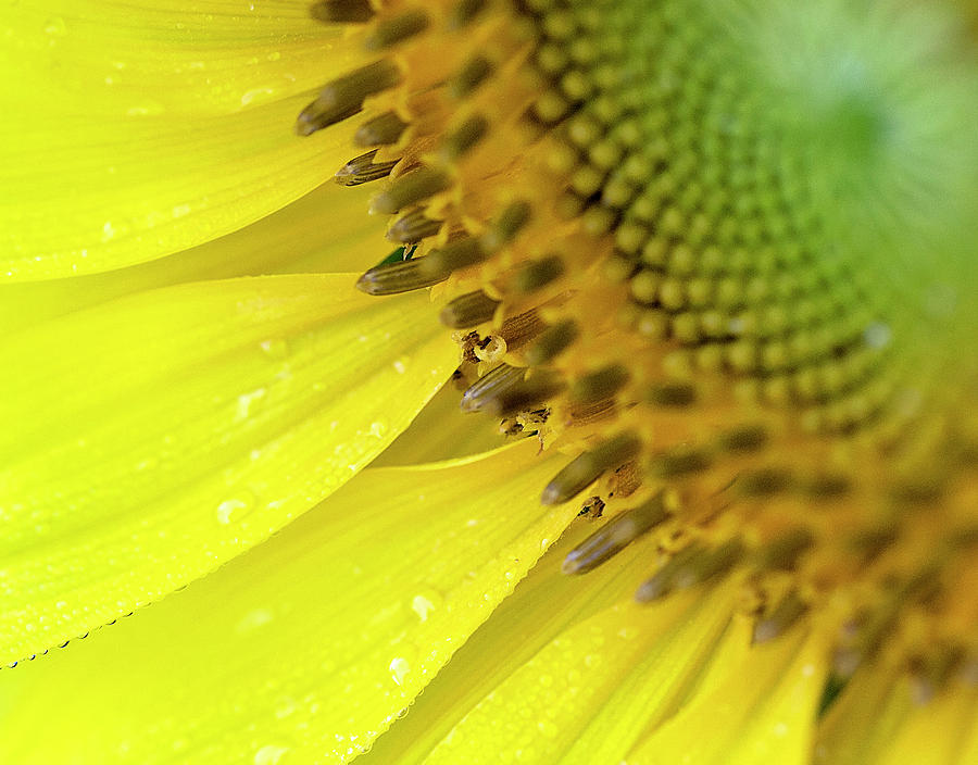 Sunflower Corner Photograph by Deborah Penland