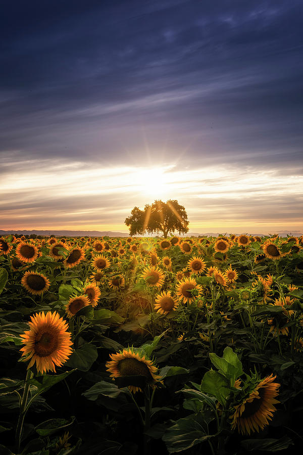 Sunflower Day Photograph by Vincent James - Fine Art America