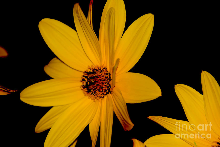 Sunflower Debut Photograph by Debra Banks