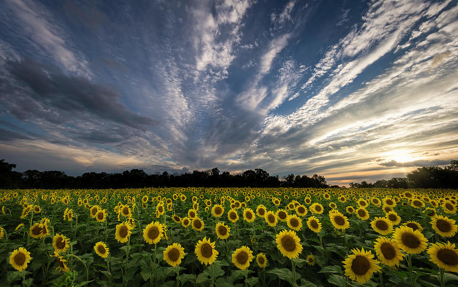 Sunflower Drama Photograph by Martin Radigan | Fine Art America