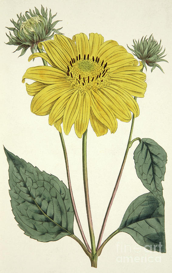 Sunflower drawing circa 1796 Painting by English School