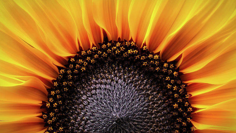 Up Movie Photograph - Sunflower Dreams by Carl H Payne