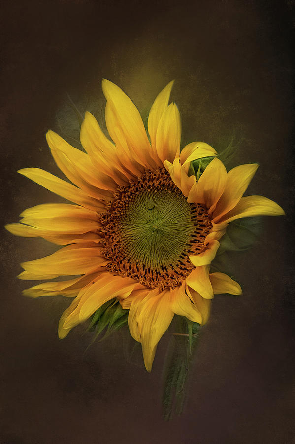 Sunflower Dreams by Kelley Parker Sunflower Dreams by Kelley Parker