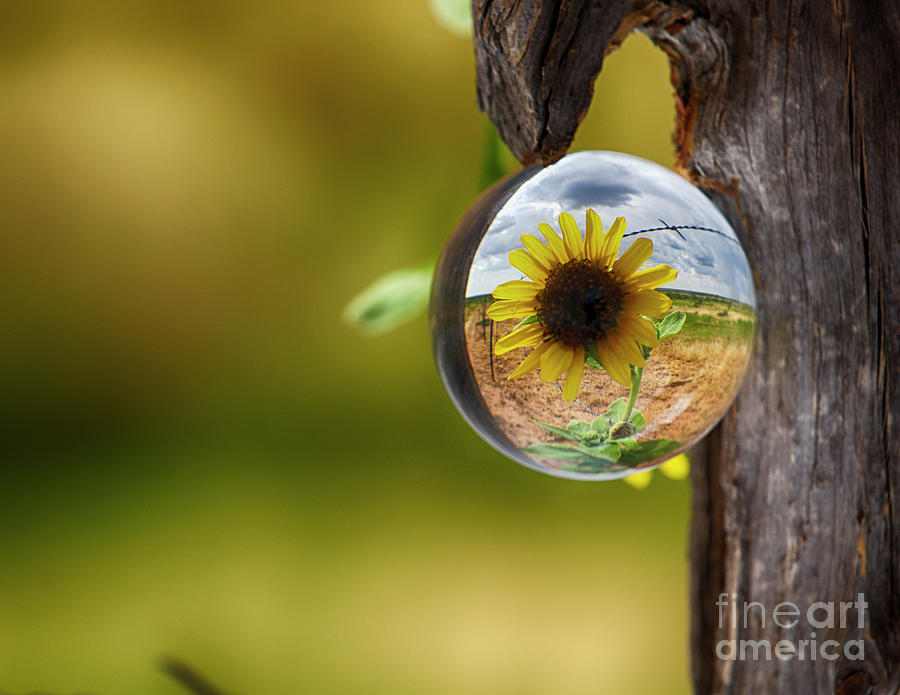 Sunflower Drop Photograph by See It In Texas