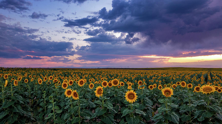Sunflower Eevening Photograph by John De Bord