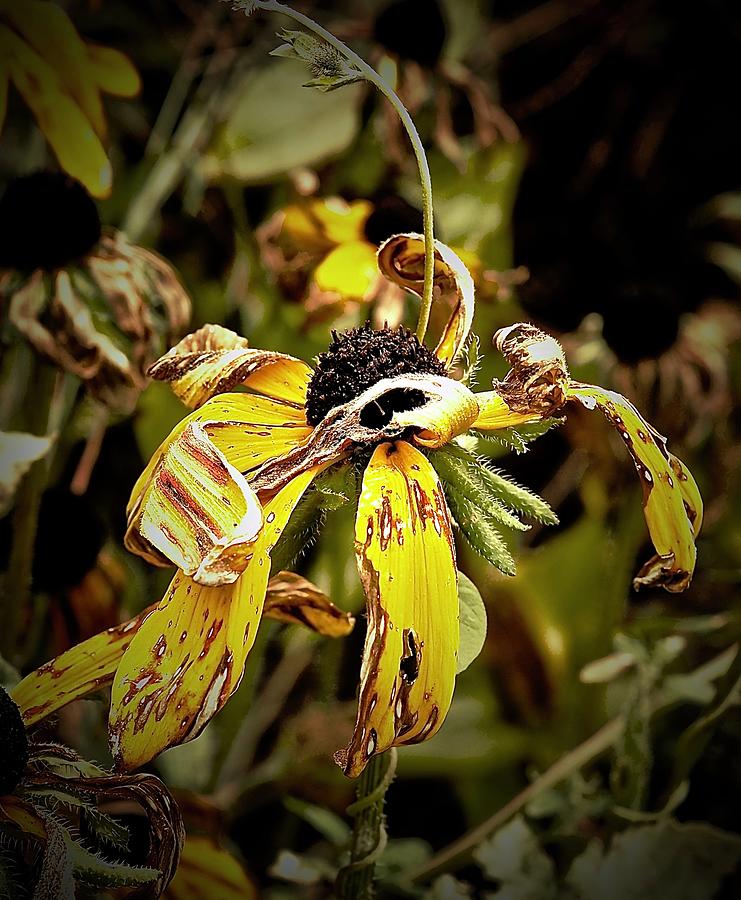 Sunflower Embrace Photograph by Alida M Haslett