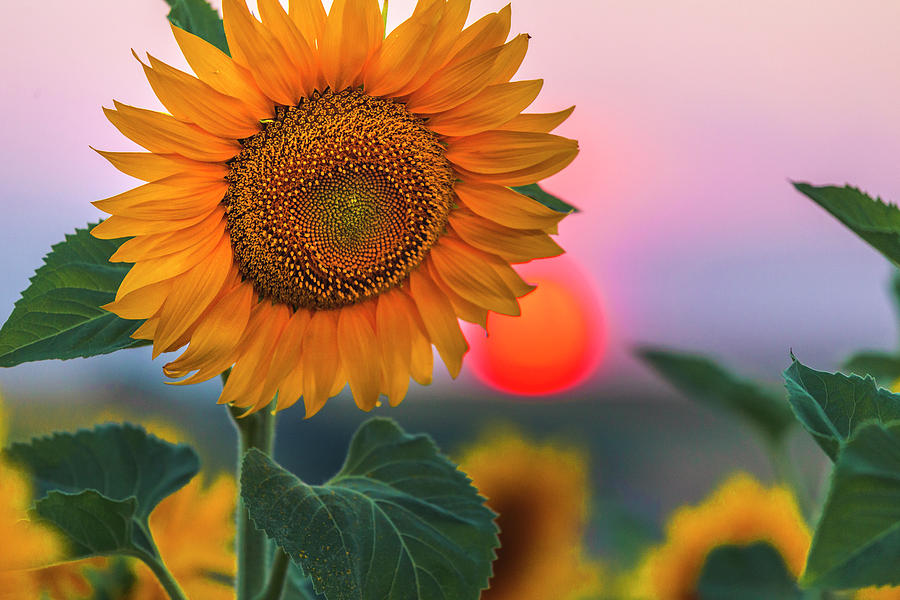 Sunflower Photograph by Evgeni Dinev