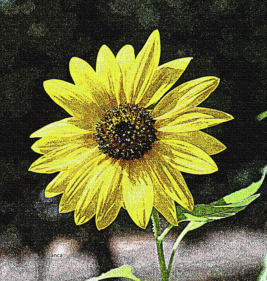 Sunflower Faces The Sun Digital Art by Tom Janca