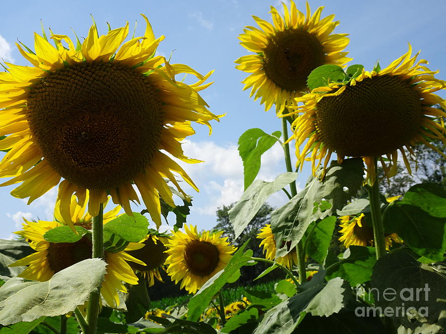 Sunflower Family Photograph by GJ Glorijean