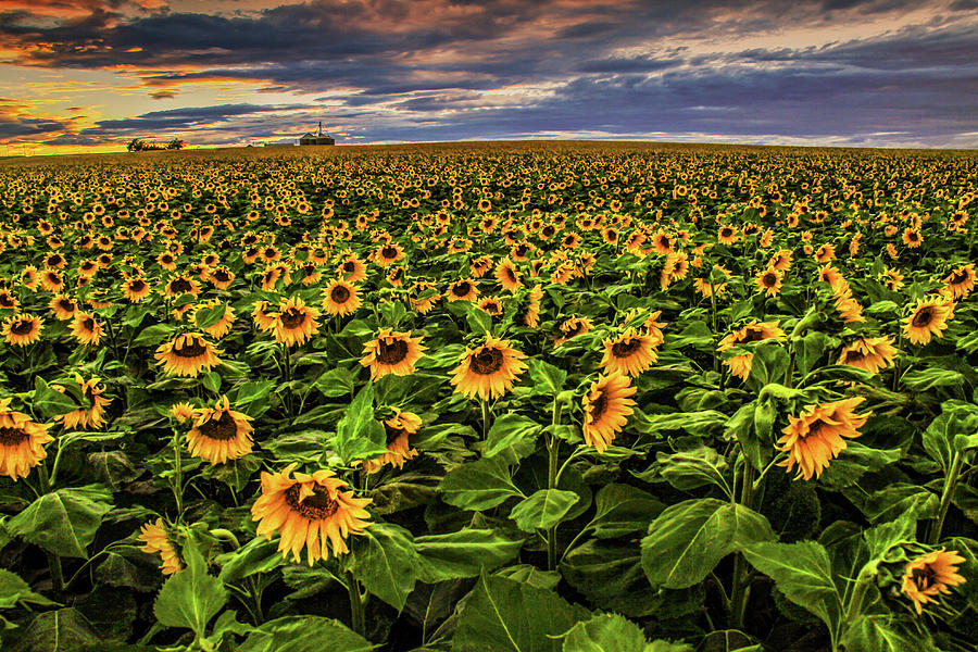 Sunflower Farm 2 Photograph by Juli Ellen