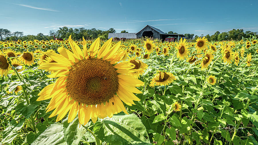 Sunflower Photograph - Sunflower Farm by Pam DeCamp