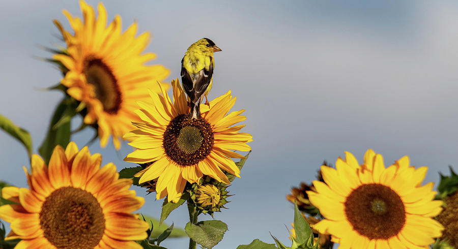 Sunflower Feast Photograph by Marcy Wielfaert