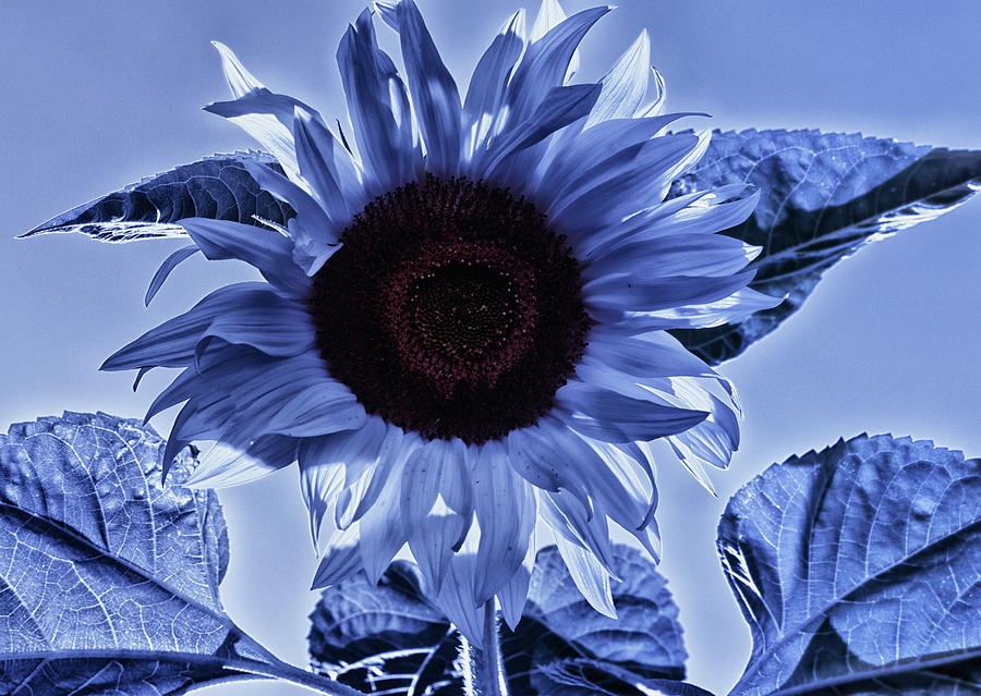 Sunflower Feeling Blue Photograph