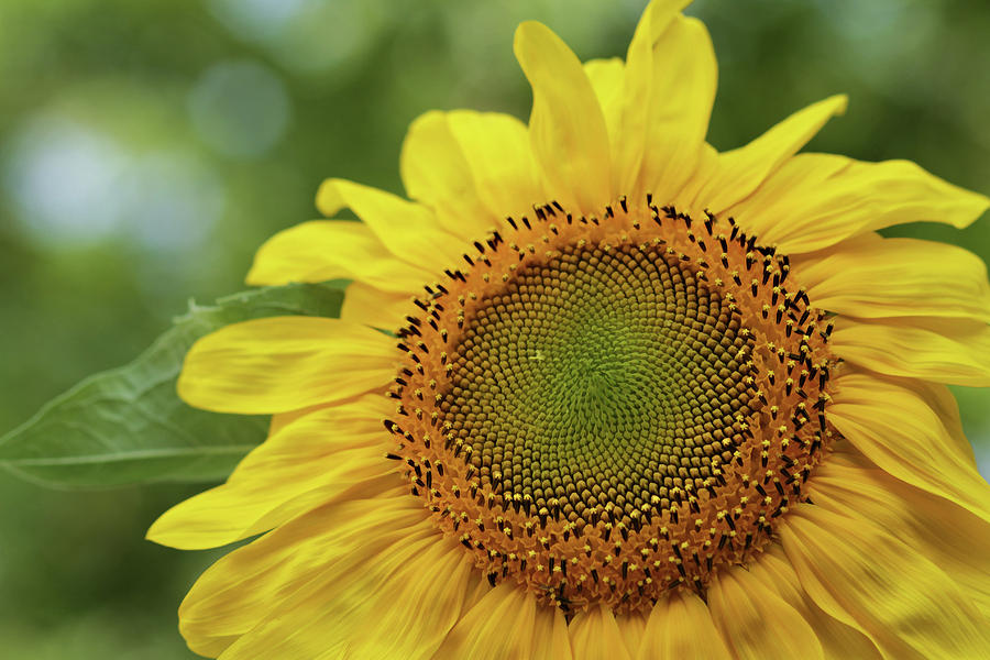 Sunflower Fibonacci glory Digital Art by Randall Royter - Pixels