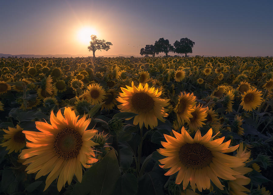 Sunflower Field Photograph by Aidong Ning