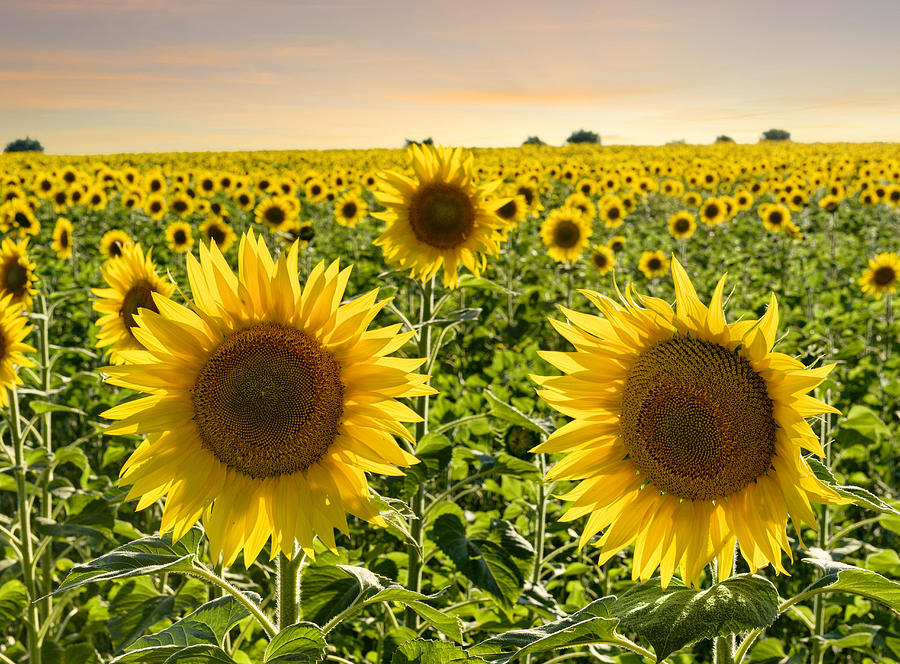 Sunflower Field, Alentejo, Portugal Digital Art by Michael Howard