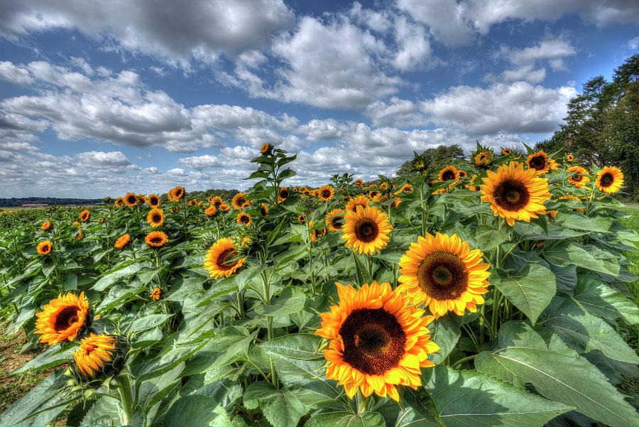 Sunflower Field And Cloudy Skies Photograph