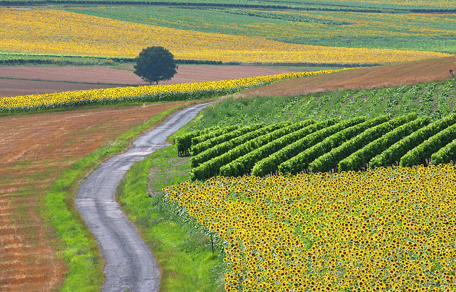 Sunflower Field And Road Photograph by Peter Smith Images