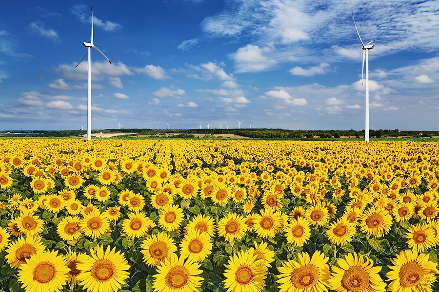 Sunflower Photograph - Sunflower Field And Wind Turbines by DPK-Photo