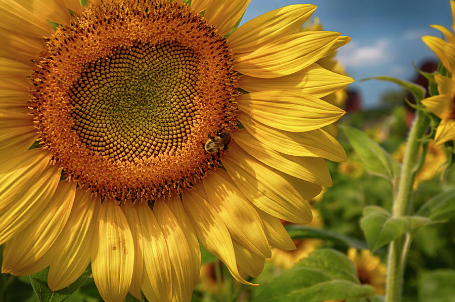 Sunflower Field at Colby Farm Photograph by Joann Vitali