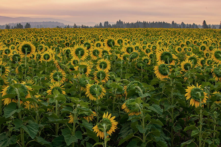 Sunflower field at dawn Photograph by Lynn Hopwood