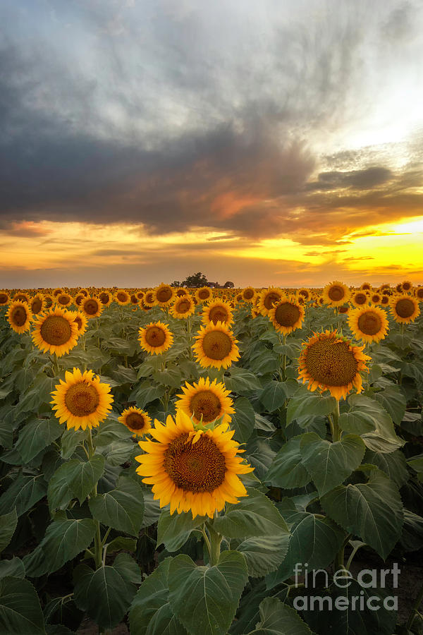 Sunflower Field at Sunset Photograph by Ronda Kimbrow