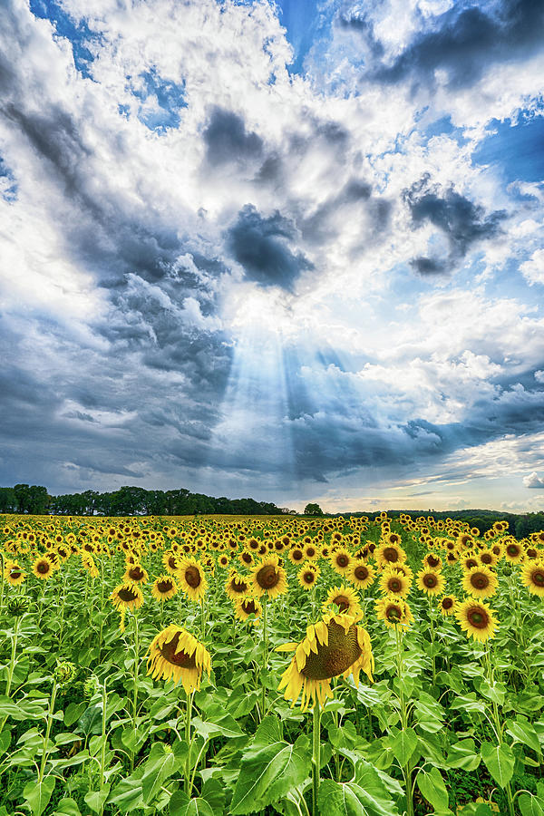 Sunflower Field Photograph by Brad Bellisle