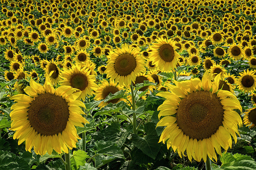 Sunflower Photograph - Sunflower Field by David Sams
